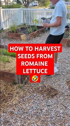 HOW TO harvest seeds from Romaine Lettuce