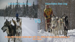 Canadian Eskimo Dog vs. Kamchatka Sled Dog: A Comparative Guide