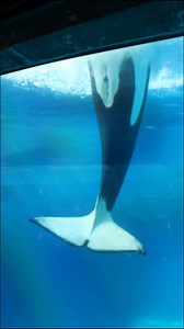 60K views · 1.8K reactions | We hope you'll join us in wishing the happiest 20th birthday to our sweet Kalia! 懶懶 | SeaWorld San Diego | Facebook