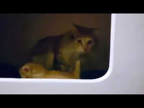 Most dramatic kitten ever ❤️ 💕