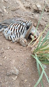 Chakor cute chicks🐥💔 #birds | PK Nature