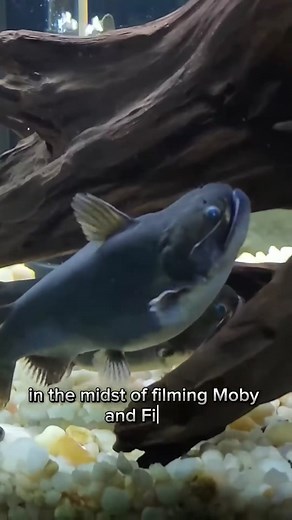 15K views · 53 reactions | How Fish Fart! #fish #fishtank #pineapplepizza | Fish With Tony Mustache | Facebook