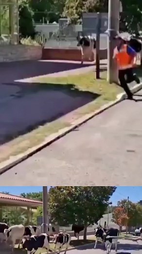 6.6K views · 42 reactions | Vacas a la fuga: un camión pierde el...