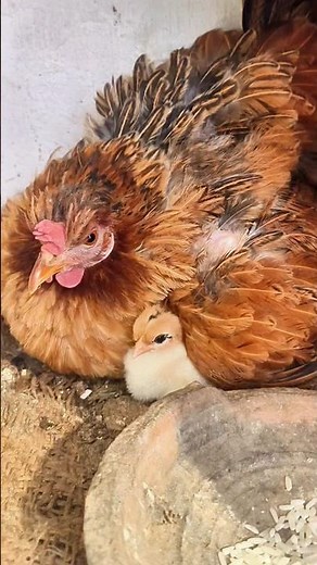 Cleaning My Chicken Coop 🐓 | Easy Way + Baby Chicks 🐥
