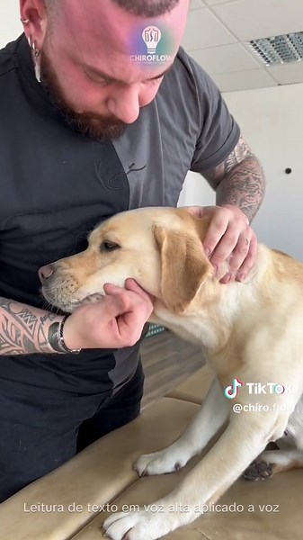 Dogs Chiropractic 🫶🏼 #chiropractic #dog #animalchiropractic #dogsoftiktok #satisfying