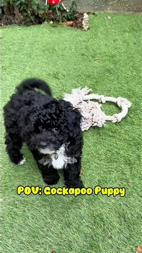 Secret behind cockapoo smile ❤️🐾 #cockapoo #dog #pets