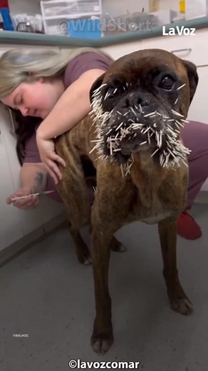 Porcupine throws his spikes against a dog! Porcupine's myths and facts! #wildlife #wildanimals | Pet Paradise | Facebook