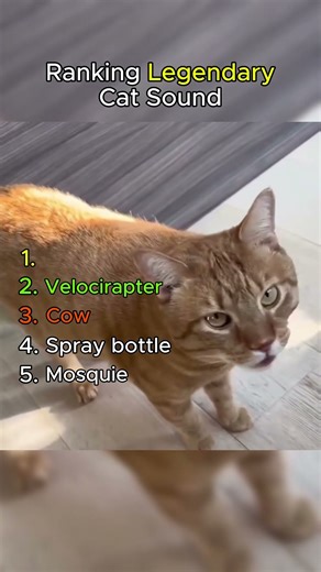 Ranking Legendary Cat Funny Sounds 😹 #cats #funnycats #shorts