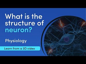 What are the structure and functions of nervous tissues? | MediMagic | 3D Video