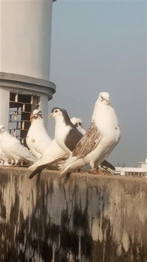 #pigeon #kabootarba #kabootarba #hindichildrenssongs #kabootar #kabootar #kabootarloft05 #kabootar