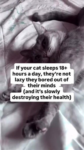 My cat used to sleep ALL day, barely moved, and I thought “that’s just what cats do” 😴 But then I noticed he was gaining weight, seemed depressed, and started acting destructive at night... That’s when I learned the truth: cats NEED to hunt. It’s literally programmed into their DNA. When they don’t get to “hunt” through play, their mental and physical health crashes: 🚨 What boredom does to cats: • Weight gain and obesity • Depression and anxiety • Destructive behavior (scratching furniture, kn