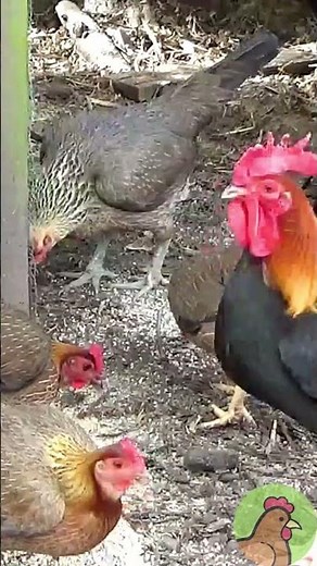 Feeding Time for the Chickens