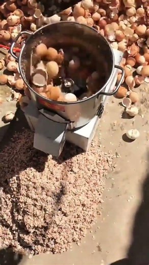 Grinding Eggshells Into Fine Powder With Professional Industrial Machinery For Organic Fertilizer