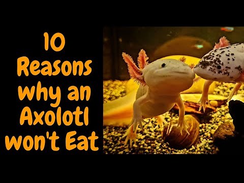 10 Reasons why an Axolotl won't Eat