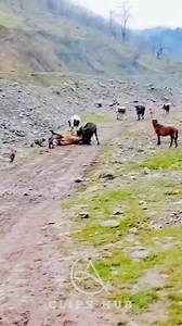 351K views · 952 reactions | Natural fighting 沈沈 | Nature's Steeds | Facebook