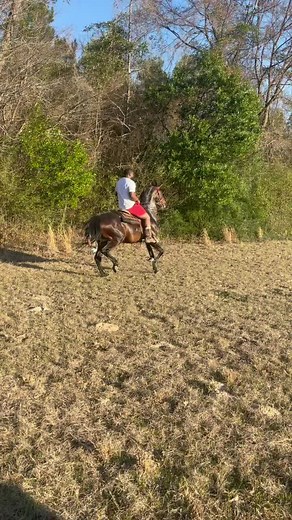 #americansaddlebred #rackinghorse #racking #trailride #stallion #fyp #trending #saddleseat #showhorse