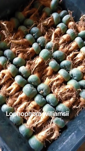Lophophora williamsii #lophophoralover #lophophora #flowers #farmlife #williamsiivariegated #fricii #cactus #cactuslovers #plant #plants #plantsoftiktok#williamsii#williamsiii