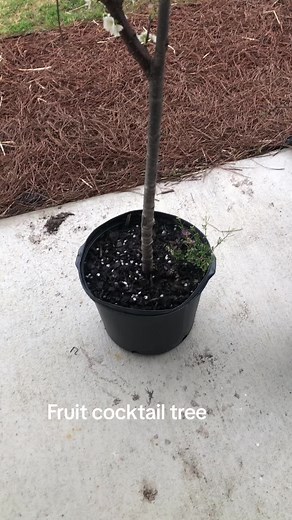 Fruit cocktail tree. It has plums, peaches, and nectarines #garden #gardening #gardentok #plants #DanielFamilyGarden #gardening101 #fruit #gardenproject