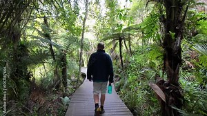 Man on a boardwalk bridge in native tropical forest on the Cascade Kauri Walk, Waitakeres, Auckland, New Zealand.