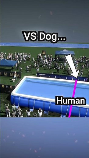 Dog Destroys Human World Record Long Jump - Whippet Dog 3D SIMULATION #athletics #comparison