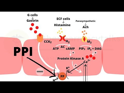 Proton pump inhibitors and their mechanism of action