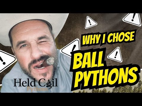 Why I Chose Ball Pythons- Held Coil - Ep. 1