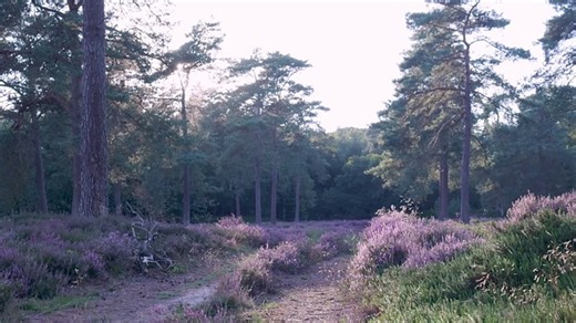 Heather, Blooming, Sun. Free Stock Video