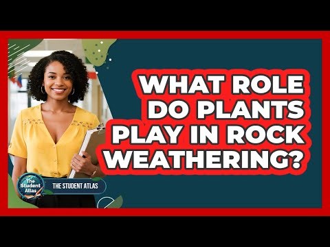 What Role Do Plants Play in Rock Weathering?