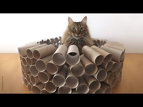 How to Make a Mega Cat Puzzle Toy