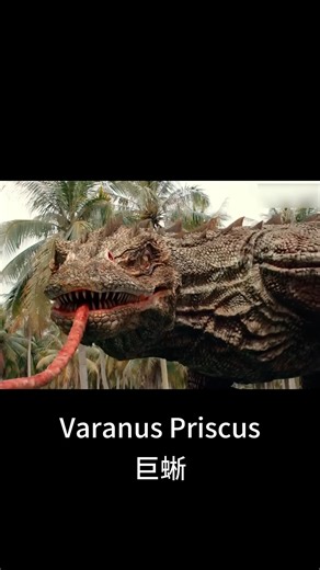 The beautiful woman's scream attracted the monitor lizard's attention! #巨蜥 #VaranusPriscus #优酷电影 #youkumovie | Youku Movie