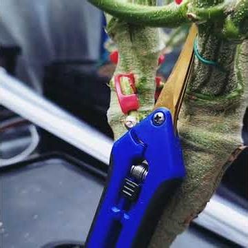 Update: LCG, Apples and Bananas, Giggin Grapes