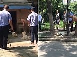 Disturbing footage shows pet dogs being violently beaten to death