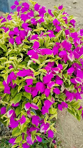 37 reactions · 76 comments | Multiple studies show that proximity to plants has profound health benefits for human beings. We all know that a bouquet of flowers can convey appreciation, but research finds that simply being around flowers also reduces stress, speeds healing, enhances concentration, and improves mood (Google) #flowers #gardening #Vogainvilla #flowergarden @followers @highlight | Edel Sicad Villafuerte | Facebook