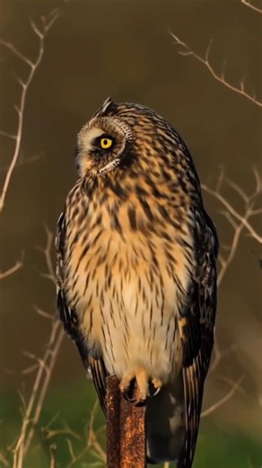 How does an owl rotate 270 degrees 🤔