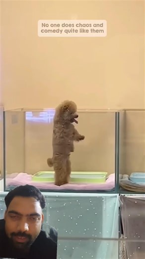 #funny #shorts #trending #viral #trend #shortvideo