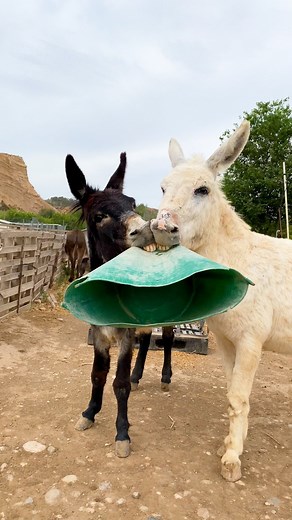 Watch these mischievous donkeys turn into big mushes when they get 1:1 time with Dad ❤️ (🎥: @jacobsridgeanimalsanctuary) | The Dodo