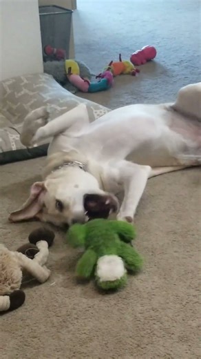 Happy Labrador Playing With Toy 🐶 | Cute & Fun Dog Video