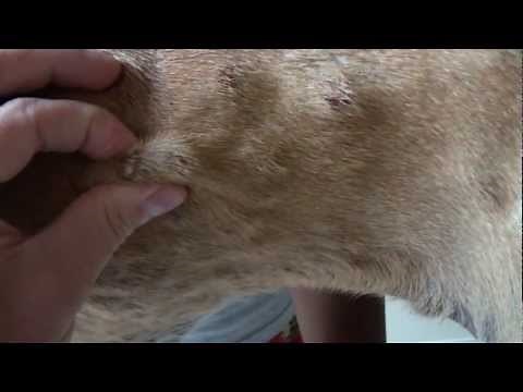 Cordylobia anthropohaga - Mangoworms, Gambian local dog