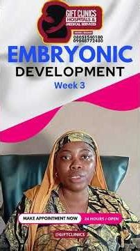 Week 3 of embryonic development is when your baby organ's foundation and layers are formed.