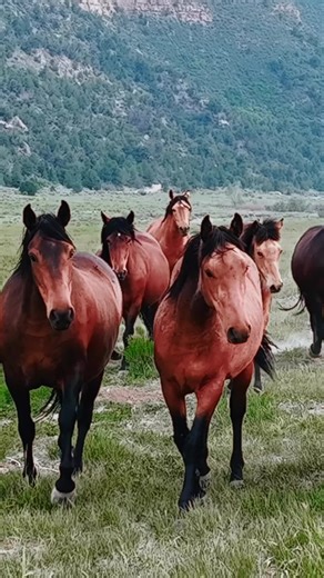 1,052± acres of irrigated Colorado ranchland surrounded by elk, history, and mountain views. Weber Creek Ranch sits in the rolling foothills outside Mancos with sweeping views of the La Plata Mountains and lush irrigated meadows that support thriving wildlife and agriculture. Blending cultural history, strong water resources, and proximity to world-class recreation, this property offers a rare balance of legacy ownership and future potential. 5 Reasons This Ranch Stands Apart: • Wildlife-Rich Ha