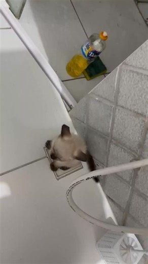 😅🐱 Os gatos sempre podem surpreender os tutores! Em um vídeo que viralizou, a gatinha Bebel aparece concentrada, usando o ralo do banheiro para fazer xixi. A cena inusitada pegou o tutor de surpresa, que não acreditou ao ver o comportamento inesperado da pet. É cada uma!😂 ➡️ Leia mais no metropoles.com 🤳 @hygo_sanfoneiro | @myhoodbr | Metrópoles