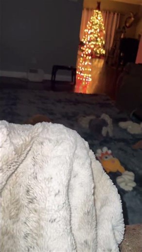 Lab mix# sleeping # goodnight#usa