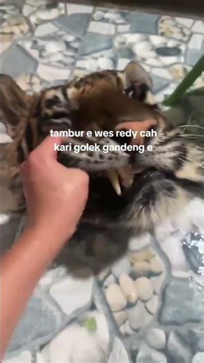 It's sad how TikTok videos are so reckless and unrestrained nowadays,! #wildlife #harehunting #an...