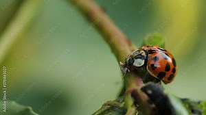 ladybug eats aphids caught on a tree branch