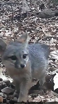 Curious Fox Baby Investigates in Orange County CA