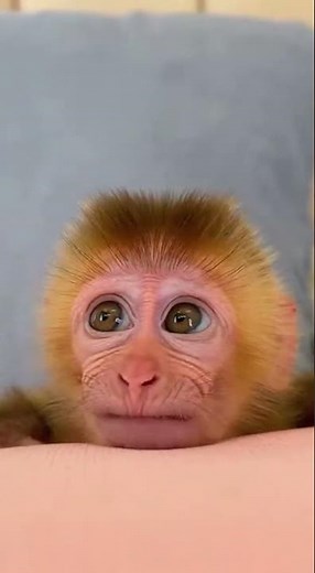 The Funniest Baby Monkey Ever! 😂🐒