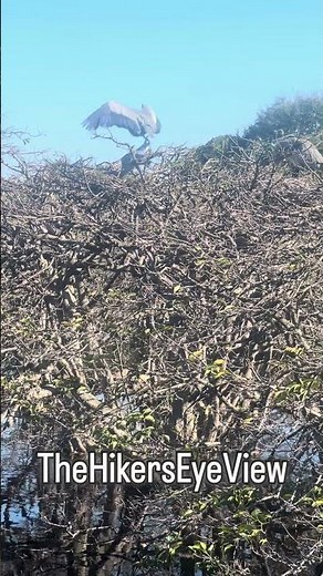 Great Blue Herons preparing the nest and mating #nature #naturelovers #wildlife #birds #herons
