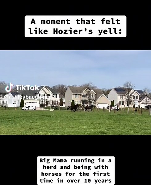 Big Mama was left alone in this field for over 10 years with no interactions with other horses, just the small goat you see in this video. We inherited her and the goat when we purchased the land 2 years ago We lost Big Mama to colic a week after this video was taken. I am so grateful to have been able to offer her a herd before she left us 🤍 #horsesoftiktok #horses #farm #hozier #farmlife #fyp #farmanimals #foryoupage #farmtok #farmanimalsanctuary