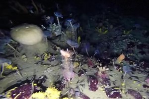 Explore the ‘alien world’ living under Antarctica