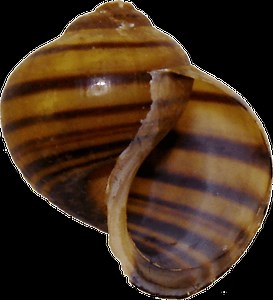 Ampullariidae - Alchetron, The Free Social Encyclopedia